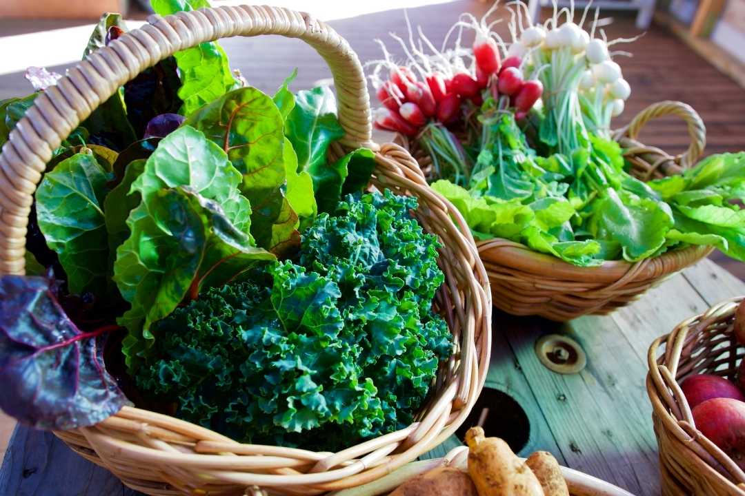 The Importance of Green Leafy Veggies for a Healthy Life